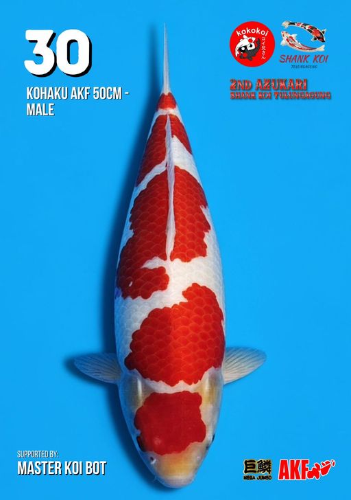 Lelang Koi Online, Jual Beli Ikan Koi, Pusat Jual Beli Koi, Info Lelang Koi Hari Ini, Platform Jual Beli Koi, Jual Beli Ikan Koi Online, Marketplace Ikan Koi, Jual Koi Terbaik, Tempat Beli Koi Berkualitas, Pasar Ikan Koi Online Terpercaya, Penjual Ikan Koi Terpercaya, Beli Koi Hias Online, Ikan Koi untuk Dijual, Koi Kualitas Terbaik, Toko Online Ikan Koi, Koi Hias Untuk Dijual, Jual Beli Ikan Koi Lokal, Koi Indonesia Online, Pusat Jual Beli Koi Terbesar