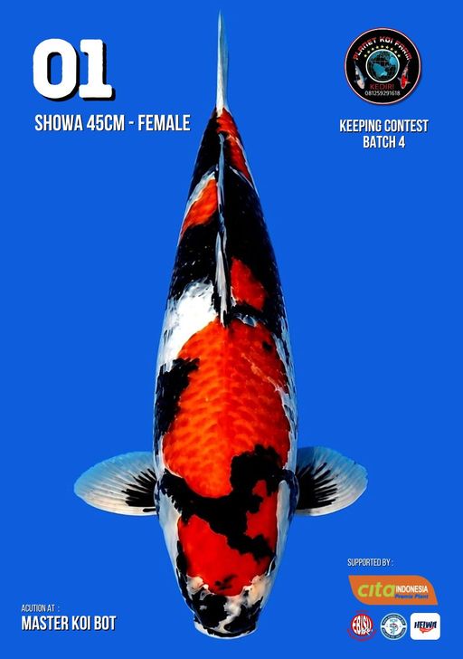 Lelang Koi Online, Jual Beli Ikan Koi, Pusat Jual Beli Koi, Info Lelang Koi Hari Ini, Platform Jual Beli Koi, Jual Beli Ikan Koi Online, Marketplace Ikan Koi, Jual Koi Terbaik, Tempat Beli Koi Berkualitas, Pasar Ikan Koi Online Terpercaya, Penjual Ikan Koi Terpercaya, Beli Koi Hias Online, Ikan Koi untuk Dijual, Koi Kualitas Terbaik, Toko Online Ikan Koi, Koi Hias Untuk Dijual, Jual Beli Ikan Koi Lokal, Koi Indonesia Online, Pusat Jual Beli Koi Terbesar