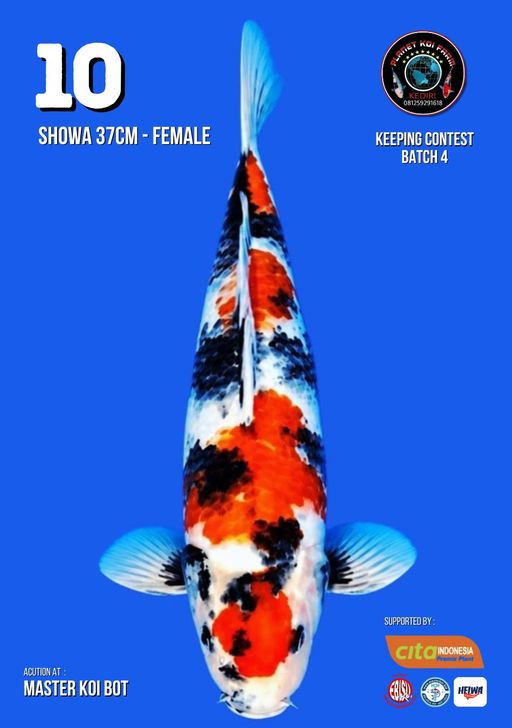 Lelang Koi Online, Jual Beli Ikan Koi, Pusat Jual Beli Koi, Info Lelang Koi Hari Ini, Platform Jual Beli Koi, Jual Beli Ikan Koi Online, Marketplace Ikan Koi, Jual Koi Terbaik, Tempat Beli Koi Berkualitas, Pasar Ikan Koi Online Terpercaya, Penjual Ikan Koi Terpercaya, Beli Koi Hias Online, Ikan Koi untuk Dijual, Koi Kualitas Terbaik, Toko Online Ikan Koi, Koi Hias Untuk Dijual, Jual Beli Ikan Koi Lokal, Koi Indonesia Online, Pusat Jual Beli Koi Terbesar