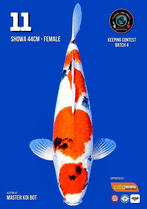 Lelang Koi Online, Jual Beli Ikan Koi, Pusat Jual Beli Koi, Info Lelang Koi Hari Ini, Platform Jual Beli Koi, Jual Beli Ikan Koi Online, Marketplace Ikan Koi, Jual Koi Terbaik, Tempat Beli Koi Berkualitas, Pasar Ikan Koi Online Terpercaya, Penjual Ikan Koi Terpercaya, Beli Koi Hias Online, Ikan Koi untuk Dijual, Koi Kualitas Terbaik, Toko Online Ikan Koi, Koi Hias Untuk Dijual, Jual Beli Ikan Koi Lokal, Koi Indonesia Online, Pusat Jual Beli Koi Terbesar