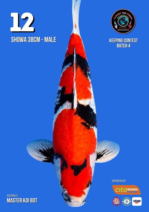 Lelang Koi Online, Jual Beli Ikan Koi, Pusat Jual Beli Koi, Info Lelang Koi Hari Ini, Platform Jual Beli Koi, Jual Beli Ikan Koi Online, Marketplace Ikan Koi, Jual Koi Terbaik, Tempat Beli Koi Berkualitas, Pasar Ikan Koi Online Terpercaya, Penjual Ikan Koi Terpercaya, Beli Koi Hias Online, Ikan Koi untuk Dijual, Koi Kualitas Terbaik, Toko Online Ikan Koi, Koi Hias Untuk Dijual, Jual Beli Ikan Koi Lokal, Koi Indonesia Online, Pusat Jual Beli Koi Terbesar