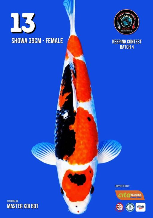 Lelang Koi Online, Jual Beli Ikan Koi, Pusat Jual Beli Koi, Info Lelang Koi Hari Ini, Platform Jual Beli Koi, Jual Beli Ikan Koi Online, Marketplace Ikan Koi, Jual Koi Terbaik, Tempat Beli Koi Berkualitas, Pasar Ikan Koi Online Terpercaya, Penjual Ikan Koi Terpercaya, Beli Koi Hias Online, Ikan Koi untuk Dijual, Koi Kualitas Terbaik, Toko Online Ikan Koi, Koi Hias Untuk Dijual, Jual Beli Ikan Koi Lokal, Koi Indonesia Online, Pusat Jual Beli Koi Terbesar