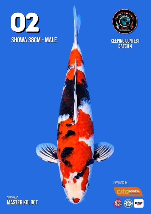 Lelang Koi Online, Jual Beli Ikan Koi, Pusat Jual Beli Koi, Info Lelang Koi Hari Ini, Platform Jual Beli Koi, Jual Beli Ikan Koi Online, Marketplace Ikan Koi, Jual Koi Terbaik, Tempat Beli Koi Berkualitas, Pasar Ikan Koi Online Terpercaya, Penjual Ikan Koi Terpercaya, Beli Koi Hias Online, Ikan Koi untuk Dijual, Koi Kualitas Terbaik, Toko Online Ikan Koi, Koi Hias Untuk Dijual, Jual Beli Ikan Koi Lokal, Koi Indonesia Online, Pusat Jual Beli Koi Terbesar