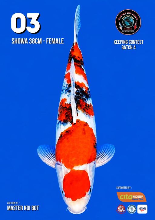 Lelang Koi Online, Jual Beli Ikan Koi, Pusat Jual Beli Koi, Info Lelang Koi Hari Ini, Platform Jual Beli Koi, Jual Beli Ikan Koi Online, Marketplace Ikan Koi, Jual Koi Terbaik, Tempat Beli Koi Berkualitas, Pasar Ikan Koi Online Terpercaya, Penjual Ikan Koi Terpercaya, Beli Koi Hias Online, Ikan Koi untuk Dijual, Koi Kualitas Terbaik, Toko Online Ikan Koi, Koi Hias Untuk Dijual, Jual Beli Ikan Koi Lokal, Koi Indonesia Online, Pusat Jual Beli Koi Terbesar