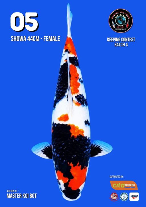 Lelang Koi Online, Jual Beli Ikan Koi, Pusat Jual Beli Koi, Info Lelang Koi Hari Ini, Platform Jual Beli Koi, Jual Beli Ikan Koi Online, Marketplace Ikan Koi, Jual Koi Terbaik, Tempat Beli Koi Berkualitas, Pasar Ikan Koi Online Terpercaya, Penjual Ikan Koi Terpercaya, Beli Koi Hias Online, Ikan Koi untuk Dijual, Koi Kualitas Terbaik, Toko Online Ikan Koi, Koi Hias Untuk Dijual, Jual Beli Ikan Koi Lokal, Koi Indonesia Online, Pusat Jual Beli Koi Terbesar
