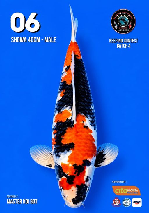 Lelang Koi Online, Jual Beli Ikan Koi, Pusat Jual Beli Koi, Info Lelang Koi Hari Ini, Platform Jual Beli Koi, Jual Beli Ikan Koi Online, Marketplace Ikan Koi, Jual Koi Terbaik, Tempat Beli Koi Berkualitas, Pasar Ikan Koi Online Terpercaya, Penjual Ikan Koi Terpercaya, Beli Koi Hias Online, Ikan Koi untuk Dijual, Koi Kualitas Terbaik, Toko Online Ikan Koi, Koi Hias Untuk Dijual, Jual Beli Ikan Koi Lokal, Koi Indonesia Online, Pusat Jual Beli Koi Terbesar