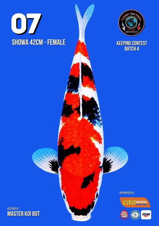 Lelang Koi Online, Jual Beli Ikan Koi, Pusat Jual Beli Koi, Info Lelang Koi Hari Ini, Platform Jual Beli Koi, Jual Beli Ikan Koi Online, Marketplace Ikan Koi, Jual Koi Terbaik, Tempat Beli Koi Berkualitas, Pasar Ikan Koi Online Terpercaya, Penjual Ikan Koi Terpercaya, Beli Koi Hias Online, Ikan Koi untuk Dijual, Koi Kualitas Terbaik, Toko Online Ikan Koi, Koi Hias Untuk Dijual, Jual Beli Ikan Koi Lokal, Koi Indonesia Online, Pusat Jual Beli Koi Terbesar