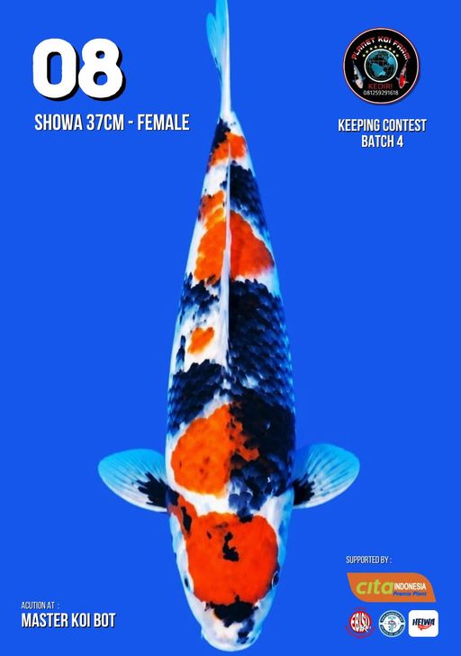 Lelang Koi Online, Jual Beli Ikan Koi, Pusat Jual Beli Koi, Info Lelang Koi Hari Ini, Platform Jual Beli Koi, Jual Beli Ikan Koi Online, Marketplace Ikan Koi, Jual Koi Terbaik, Tempat Beli Koi Berkualitas, Pasar Ikan Koi Online Terpercaya, Penjual Ikan Koi Terpercaya, Beli Koi Hias Online, Ikan Koi untuk Dijual, Koi Kualitas Terbaik, Toko Online Ikan Koi, Koi Hias Untuk Dijual, Jual Beli Ikan Koi Lokal, Koi Indonesia Online, Pusat Jual Beli Koi Terbesar