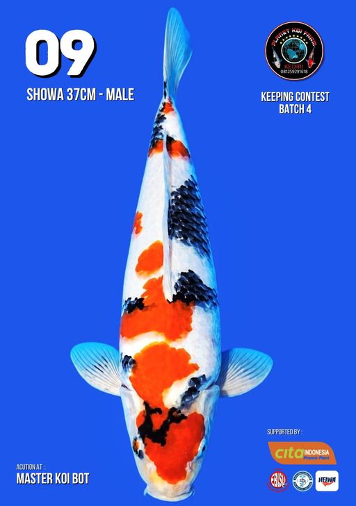 Lelang Koi Online, Jual Beli Ikan Koi, Pusat Jual Beli Koi, Info Lelang Koi Hari Ini, Platform Jual Beli Koi, Jual Beli Ikan Koi Online, Marketplace Ikan Koi, Jual Koi Terbaik, Tempat Beli Koi Berkualitas, Pasar Ikan Koi Online Terpercaya, Penjual Ikan Koi Terpercaya, Beli Koi Hias Online, Ikan Koi untuk Dijual, Koi Kualitas Terbaik, Toko Online Ikan Koi, Koi Hias Untuk Dijual, Jual Beli Ikan Koi Lokal, Koi Indonesia Online, Pusat Jual Beli Koi Terbesar
