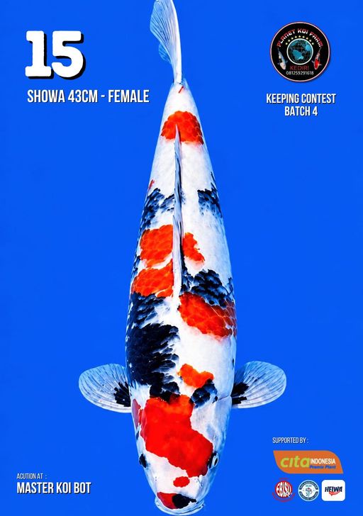 Lelang Koi Online, Jual Beli Ikan Koi, Pusat Jual Beli Koi, Info Lelang Koi Hari Ini, Platform Jual Beli Koi, Jual Beli Ikan Koi Online, Marketplace Ikan Koi, Jual Koi Terbaik, Tempat Beli Koi Berkualitas, Pasar Ikan Koi Online Terpercaya, Penjual Ikan Koi Terpercaya, Beli Koi Hias Online, Ikan Koi untuk Dijual, Koi Kualitas Terbaik, Toko Online Ikan Koi, Koi Hias Untuk Dijual, Jual Beli Ikan Koi Lokal, Koi Indonesia Online, Pusat Jual Beli Koi Terbesar