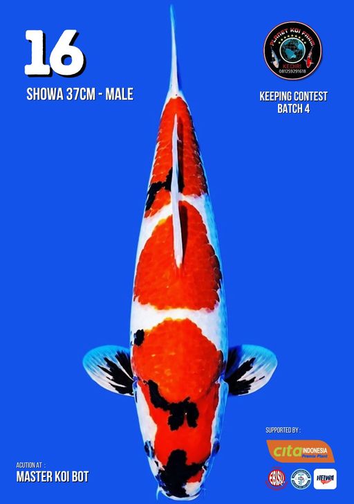 Lelang Koi Online, Jual Beli Ikan Koi, Pusat Jual Beli Koi, Info Lelang Koi Hari Ini, Platform Jual Beli Koi, Jual Beli Ikan Koi Online, Marketplace Ikan Koi, Jual Koi Terbaik, Tempat Beli Koi Berkualitas, Pasar Ikan Koi Online Terpercaya, Penjual Ikan Koi Terpercaya, Beli Koi Hias Online, Ikan Koi untuk Dijual, Koi Kualitas Terbaik, Toko Online Ikan Koi, Koi Hias Untuk Dijual, Jual Beli Ikan Koi Lokal, Koi Indonesia Online, Pusat Jual Beli Koi Terbesar