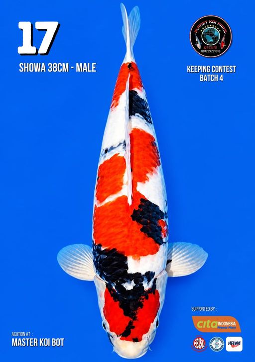 Lelang Koi Online, Jual Beli Ikan Koi, Pusat Jual Beli Koi, Info Lelang Koi Hari Ini, Platform Jual Beli Koi, Jual Beli Ikan Koi Online, Marketplace Ikan Koi, Jual Koi Terbaik, Tempat Beli Koi Berkualitas, Pasar Ikan Koi Online Terpercaya, Penjual Ikan Koi Terpercaya, Beli Koi Hias Online, Ikan Koi untuk Dijual, Koi Kualitas Terbaik, Toko Online Ikan Koi, Koi Hias Untuk Dijual, Jual Beli Ikan Koi Lokal, Koi Indonesia Online, Pusat Jual Beli Koi Terbesar