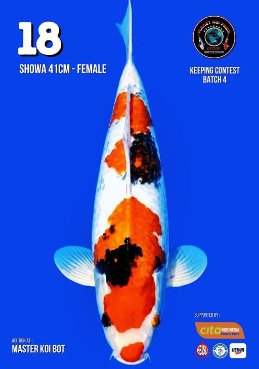 Lelang Koi Online, Jual Beli Ikan Koi, Pusat Jual Beli Koi, Info Lelang Koi Hari Ini, Platform Jual Beli Koi, Jual Beli Ikan Koi Online, Marketplace Ikan Koi, Jual Koi Terbaik, Tempat Beli Koi Berkualitas, Pasar Ikan Koi Online Terpercaya, Penjual Ikan Koi Terpercaya, Beli Koi Hias Online, Ikan Koi untuk Dijual, Koi Kualitas Terbaik, Toko Online Ikan Koi, Koi Hias Untuk Dijual, Jual Beli Ikan Koi Lokal, Koi Indonesia Online, Pusat Jual Beli Koi Terbesar