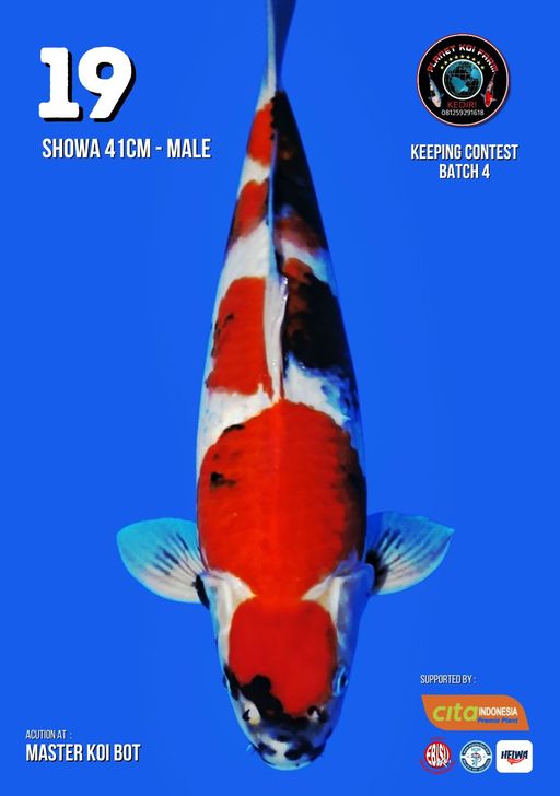 Lelang Koi Online, Jual Beli Ikan Koi, Pusat Jual Beli Koi, Info Lelang Koi Hari Ini, Platform Jual Beli Koi, Jual Beli Ikan Koi Online, Marketplace Ikan Koi, Jual Koi Terbaik, Tempat Beli Koi Berkualitas, Pasar Ikan Koi Online Terpercaya, Penjual Ikan Koi Terpercaya, Beli Koi Hias Online, Ikan Koi untuk Dijual, Koi Kualitas Terbaik, Toko Online Ikan Koi, Koi Hias Untuk Dijual, Jual Beli Ikan Koi Lokal, Koi Indonesia Online, Pusat Jual Beli Koi Terbesar