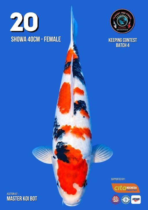 Lelang Koi Online, Jual Beli Ikan Koi, Pusat Jual Beli Koi, Info Lelang Koi Hari Ini, Platform Jual Beli Koi, Jual Beli Ikan Koi Online, Marketplace Ikan Koi, Jual Koi Terbaik, Tempat Beli Koi Berkualitas, Pasar Ikan Koi Online Terpercaya, Penjual Ikan Koi Terpercaya, Beli Koi Hias Online, Ikan Koi untuk Dijual, Koi Kualitas Terbaik, Toko Online Ikan Koi, Koi Hias Untuk Dijual, Jual Beli Ikan Koi Lokal, Koi Indonesia Online, Pusat Jual Beli Koi Terbesar