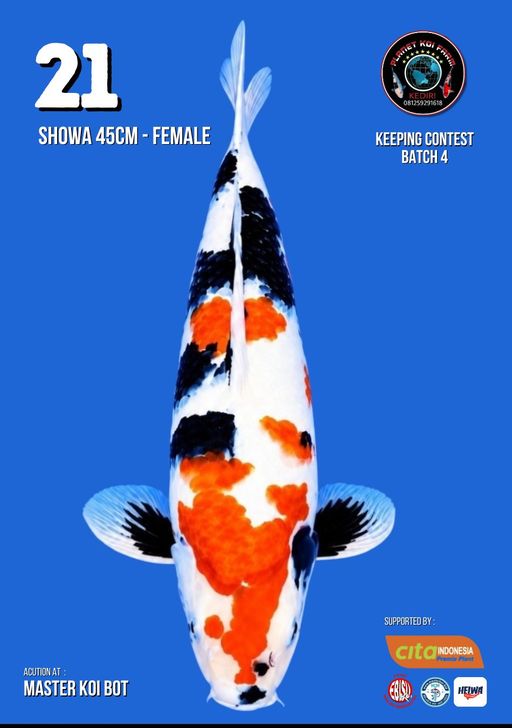 Lelang Koi Online, Jual Beli Ikan Koi, Pusat Jual Beli Koi, Info Lelang Koi Hari Ini, Platform Jual Beli Koi, Jual Beli Ikan Koi Online, Marketplace Ikan Koi, Jual Koi Terbaik, Tempat Beli Koi Berkualitas, Pasar Ikan Koi Online Terpercaya, Penjual Ikan Koi Terpercaya, Beli Koi Hias Online, Ikan Koi untuk Dijual, Koi Kualitas Terbaik, Toko Online Ikan Koi, Koi Hias Untuk Dijual, Jual Beli Ikan Koi Lokal, Koi Indonesia Online, Pusat Jual Beli Koi Terbesar