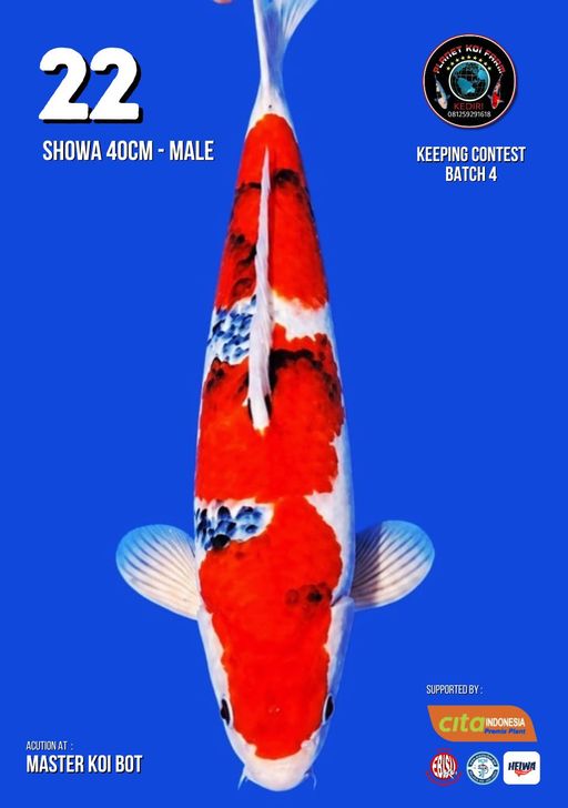 Lelang Koi Online, Jual Beli Ikan Koi, Pusat Jual Beli Koi, Info Lelang Koi Hari Ini, Platform Jual Beli Koi, Jual Beli Ikan Koi Online, Marketplace Ikan Koi, Jual Koi Terbaik, Tempat Beli Koi Berkualitas, Pasar Ikan Koi Online Terpercaya, Penjual Ikan Koi Terpercaya, Beli Koi Hias Online, Ikan Koi untuk Dijual, Koi Kualitas Terbaik, Toko Online Ikan Koi, Koi Hias Untuk Dijual, Jual Beli Ikan Koi Lokal, Koi Indonesia Online, Pusat Jual Beli Koi Terbesar