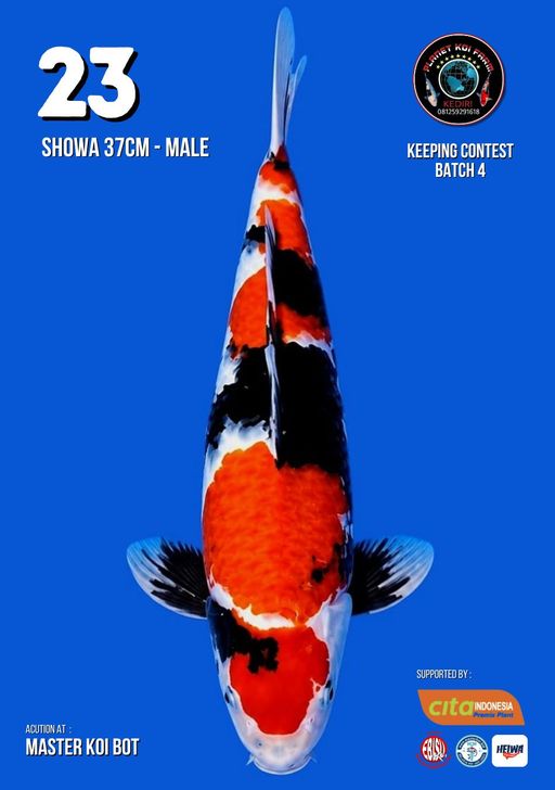 Lelang Koi Online, Jual Beli Ikan Koi, Pusat Jual Beli Koi, Info Lelang Koi Hari Ini, Platform Jual Beli Koi, Jual Beli Ikan Koi Online, Marketplace Ikan Koi, Jual Koi Terbaik, Tempat Beli Koi Berkualitas, Pasar Ikan Koi Online Terpercaya, Penjual Ikan Koi Terpercaya, Beli Koi Hias Online, Ikan Koi untuk Dijual, Koi Kualitas Terbaik, Toko Online Ikan Koi, Koi Hias Untuk Dijual, Jual Beli Ikan Koi Lokal, Koi Indonesia Online, Pusat Jual Beli Koi Terbesar