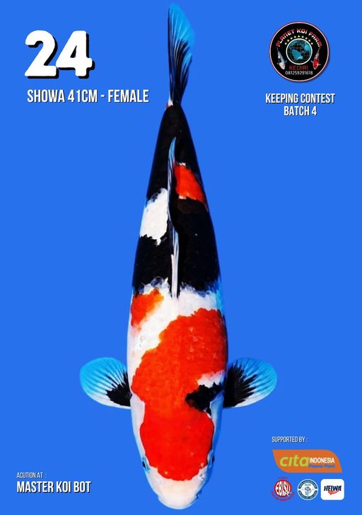 Lelang Koi Online, Jual Beli Ikan Koi, Pusat Jual Beli Koi, Info Lelang Koi Hari Ini, Platform Jual Beli Koi, Jual Beli Ikan Koi Online, Marketplace Ikan Koi, Jual Koi Terbaik, Tempat Beli Koi Berkualitas, Pasar Ikan Koi Online Terpercaya, Penjual Ikan Koi Terpercaya, Beli Koi Hias Online, Ikan Koi untuk Dijual, Koi Kualitas Terbaik, Toko Online Ikan Koi, Koi Hias Untuk Dijual, Jual Beli Ikan Koi Lokal, Koi Indonesia Online, Pusat Jual Beli Koi Terbesar