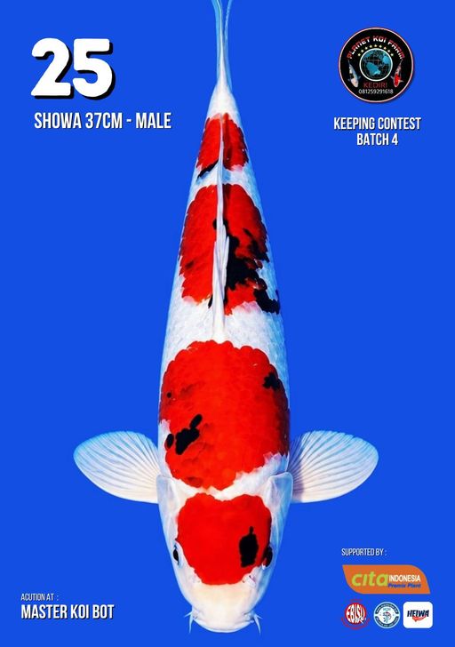 Lelang Koi Online, Jual Beli Ikan Koi, Pusat Jual Beli Koi, Info Lelang Koi Hari Ini, Platform Jual Beli Koi, Jual Beli Ikan Koi Online, Marketplace Ikan Koi, Jual Koi Terbaik, Tempat Beli Koi Berkualitas, Pasar Ikan Koi Online Terpercaya, Penjual Ikan Koi Terpercaya, Beli Koi Hias Online, Ikan Koi untuk Dijual, Koi Kualitas Terbaik, Toko Online Ikan Koi, Koi Hias Untuk Dijual, Jual Beli Ikan Koi Lokal, Koi Indonesia Online, Pusat Jual Beli Koi Terbesar