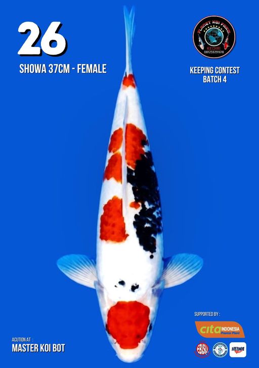 Lelang Koi Online, Jual Beli Ikan Koi, Pusat Jual Beli Koi, Info Lelang Koi Hari Ini, Platform Jual Beli Koi, Jual Beli Ikan Koi Online, Marketplace Ikan Koi, Jual Koi Terbaik, Tempat Beli Koi Berkualitas, Pasar Ikan Koi Online Terpercaya, Penjual Ikan Koi Terpercaya, Beli Koi Hias Online, Ikan Koi untuk Dijual, Koi Kualitas Terbaik, Toko Online Ikan Koi, Koi Hias Untuk Dijual, Jual Beli Ikan Koi Lokal, Koi Indonesia Online, Pusat Jual Beli Koi Terbesar