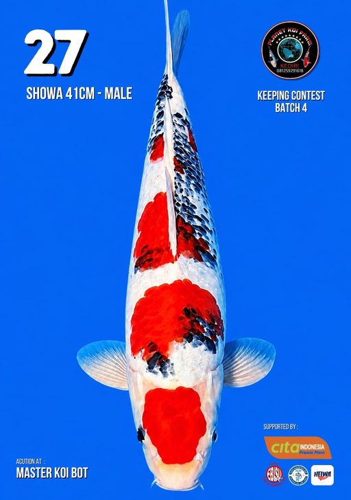 Lelang Koi Online, Jual Beli Ikan Koi, Pusat Jual Beli Koi, Info Lelang Koi Hari Ini, Platform Jual Beli Koi, Jual Beli Ikan Koi Online, Marketplace Ikan Koi, Jual Koi Terbaik, Tempat Beli Koi Berkualitas, Pasar Ikan Koi Online Terpercaya, Penjual Ikan Koi Terpercaya, Beli Koi Hias Online, Ikan Koi untuk Dijual, Koi Kualitas Terbaik, Toko Online Ikan Koi, Koi Hias Untuk Dijual, Jual Beli Ikan Koi Lokal, Koi Indonesia Online, Pusat Jual Beli Koi Terbesar