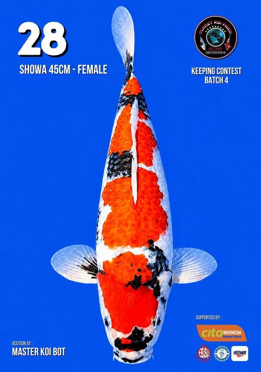 Lelang Koi Online, Jual Beli Ikan Koi, Pusat Jual Beli Koi, Info Lelang Koi Hari Ini, Platform Jual Beli Koi, Jual Beli Ikan Koi Online, Marketplace Ikan Koi, Jual Koi Terbaik, Tempat Beli Koi Berkualitas, Pasar Ikan Koi Online Terpercaya, Penjual Ikan Koi Terpercaya, Beli Koi Hias Online, Ikan Koi untuk Dijual, Koi Kualitas Terbaik, Toko Online Ikan Koi, Koi Hias Untuk Dijual, Jual Beli Ikan Koi Lokal, Koi Indonesia Online, Pusat Jual Beli Koi Terbesar