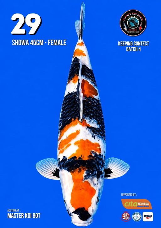 Lelang Koi Online, Jual Beli Ikan Koi, Pusat Jual Beli Koi, Info Lelang Koi Hari Ini, Platform Jual Beli Koi, Jual Beli Ikan Koi Online, Marketplace Ikan Koi, Jual Koi Terbaik, Tempat Beli Koi Berkualitas, Pasar Ikan Koi Online Terpercaya, Penjual Ikan Koi Terpercaya, Beli Koi Hias Online, Ikan Koi untuk Dijual, Koi Kualitas Terbaik, Toko Online Ikan Koi, Koi Hias Untuk Dijual, Jual Beli Ikan Koi Lokal, Koi Indonesia Online, Pusat Jual Beli Koi Terbesar