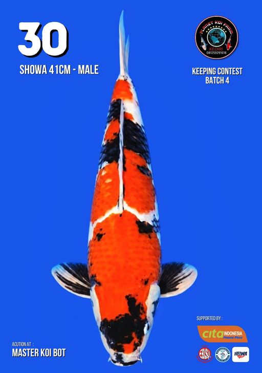Lelang Koi Online, Jual Beli Ikan Koi, Pusat Jual Beli Koi, Info Lelang Koi Hari Ini, Platform Jual Beli Koi, Jual Beli Ikan Koi Online, Marketplace Ikan Koi, Jual Koi Terbaik, Tempat Beli Koi Berkualitas, Pasar Ikan Koi Online Terpercaya, Penjual Ikan Koi Terpercaya, Beli Koi Hias Online, Ikan Koi untuk Dijual, Koi Kualitas Terbaik, Toko Online Ikan Koi, Koi Hias Untuk Dijual, Jual Beli Ikan Koi Lokal, Koi Indonesia Online, Pusat Jual Beli Koi Terbesar