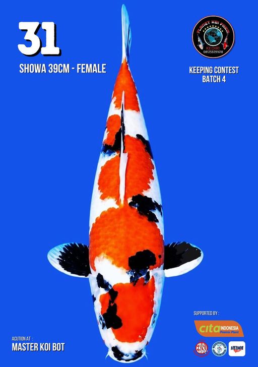 Lelang Koi Online, Jual Beli Ikan Koi, Pusat Jual Beli Koi, Info Lelang Koi Hari Ini, Platform Jual Beli Koi, Jual Beli Ikan Koi Online, Marketplace Ikan Koi, Jual Koi Terbaik, Tempat Beli Koi Berkualitas, Pasar Ikan Koi Online Terpercaya, Penjual Ikan Koi Terpercaya, Beli Koi Hias Online, Ikan Koi untuk Dijual, Koi Kualitas Terbaik, Toko Online Ikan Koi, Koi Hias Untuk Dijual, Jual Beli Ikan Koi Lokal, Koi Indonesia Online, Pusat Jual Beli Koi Terbesar