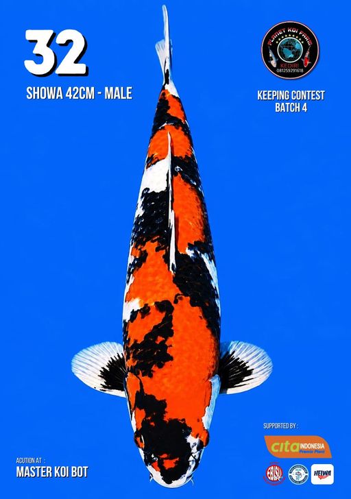 Lelang Koi Online, Jual Beli Ikan Koi, Pusat Jual Beli Koi, Info Lelang Koi Hari Ini, Platform Jual Beli Koi, Jual Beli Ikan Koi Online, Marketplace Ikan Koi, Jual Koi Terbaik, Tempat Beli Koi Berkualitas, Pasar Ikan Koi Online Terpercaya, Penjual Ikan Koi Terpercaya, Beli Koi Hias Online, Ikan Koi untuk Dijual, Koi Kualitas Terbaik, Toko Online Ikan Koi, Koi Hias Untuk Dijual, Jual Beli Ikan Koi Lokal, Koi Indonesia Online, Pusat Jual Beli Koi Terbesar