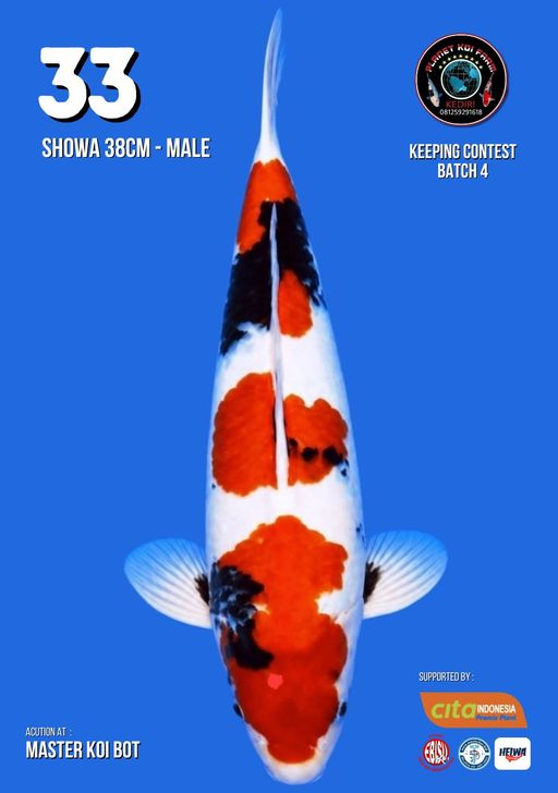 Lelang Koi Online, Jual Beli Ikan Koi, Pusat Jual Beli Koi, Info Lelang Koi Hari Ini, Platform Jual Beli Koi, Jual Beli Ikan Koi Online, Marketplace Ikan Koi, Jual Koi Terbaik, Tempat Beli Koi Berkualitas, Pasar Ikan Koi Online Terpercaya, Penjual Ikan Koi Terpercaya, Beli Koi Hias Online, Ikan Koi untuk Dijual, Koi Kualitas Terbaik, Toko Online Ikan Koi, Koi Hias Untuk Dijual, Jual Beli Ikan Koi Lokal, Koi Indonesia Online, Pusat Jual Beli Koi Terbesar