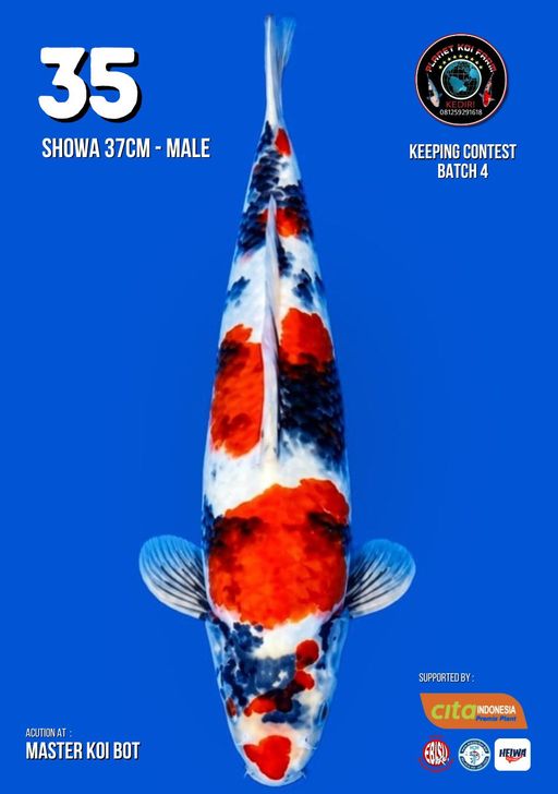 Lelang Koi Online, Jual Beli Ikan Koi, Pusat Jual Beli Koi, Info Lelang Koi Hari Ini, Platform Jual Beli Koi, Jual Beli Ikan Koi Online, Marketplace Ikan Koi, Jual Koi Terbaik, Tempat Beli Koi Berkualitas, Pasar Ikan Koi Online Terpercaya, Penjual Ikan Koi Terpercaya, Beli Koi Hias Online, Ikan Koi untuk Dijual, Koi Kualitas Terbaik, Toko Online Ikan Koi, Koi Hias Untuk Dijual, Jual Beli Ikan Koi Lokal, Koi Indonesia Online, Pusat Jual Beli Koi Terbesar