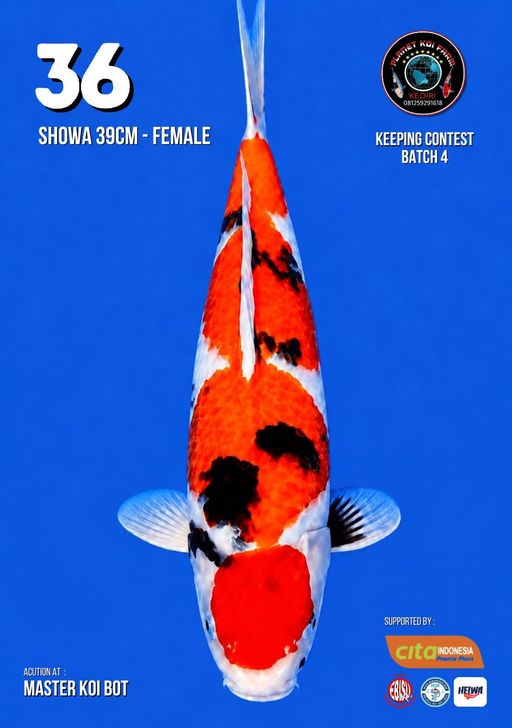 Lelang Koi Online, Jual Beli Ikan Koi, Pusat Jual Beli Koi, Info Lelang Koi Hari Ini, Platform Jual Beli Koi, Jual Beli Ikan Koi Online, Marketplace Ikan Koi, Jual Koi Terbaik, Tempat Beli Koi Berkualitas, Pasar Ikan Koi Online Terpercaya, Penjual Ikan Koi Terpercaya, Beli Koi Hias Online, Ikan Koi untuk Dijual, Koi Kualitas Terbaik, Toko Online Ikan Koi, Koi Hias Untuk Dijual, Jual Beli Ikan Koi Lokal, Koi Indonesia Online, Pusat Jual Beli Koi Terbesar