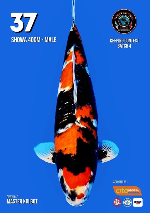 Lelang Koi Online, Jual Beli Ikan Koi, Pusat Jual Beli Koi, Info Lelang Koi Hari Ini, Platform Jual Beli Koi, Jual Beli Ikan Koi Online, Marketplace Ikan Koi, Jual Koi Terbaik, Tempat Beli Koi Berkualitas, Pasar Ikan Koi Online Terpercaya, Penjual Ikan Koi Terpercaya, Beli Koi Hias Online, Ikan Koi untuk Dijual, Koi Kualitas Terbaik, Toko Online Ikan Koi, Koi Hias Untuk Dijual, Jual Beli Ikan Koi Lokal, Koi Indonesia Online, Pusat Jual Beli Koi Terbesar