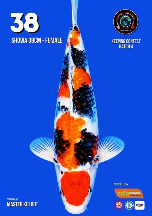 Lelang Koi Online, Jual Beli Ikan Koi, Pusat Jual Beli Koi, Info Lelang Koi Hari Ini, Platform Jual Beli Koi, Jual Beli Ikan Koi Online, Marketplace Ikan Koi, Jual Koi Terbaik, Tempat Beli Koi Berkualitas, Pasar Ikan Koi Online Terpercaya, Penjual Ikan Koi Terpercaya, Beli Koi Hias Online, Ikan Koi untuk Dijual, Koi Kualitas Terbaik, Toko Online Ikan Koi, Koi Hias Untuk Dijual, Jual Beli Ikan Koi Lokal, Koi Indonesia Online, Pusat Jual Beli Koi Terbesar