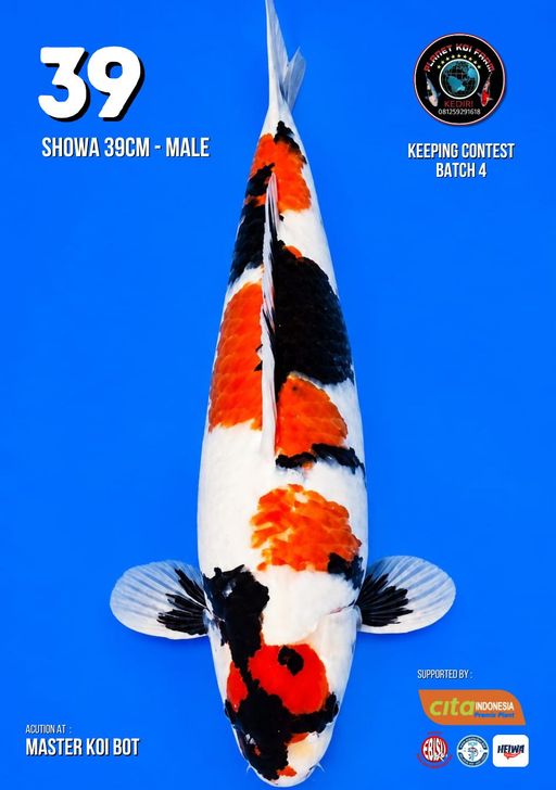 Lelang Koi Online, Jual Beli Ikan Koi, Pusat Jual Beli Koi, Info Lelang Koi Hari Ini, Platform Jual Beli Koi, Jual Beli Ikan Koi Online, Marketplace Ikan Koi, Jual Koi Terbaik, Tempat Beli Koi Berkualitas, Pasar Ikan Koi Online Terpercaya, Penjual Ikan Koi Terpercaya, Beli Koi Hias Online, Ikan Koi untuk Dijual, Koi Kualitas Terbaik, Toko Online Ikan Koi, Koi Hias Untuk Dijual, Jual Beli Ikan Koi Lokal, Koi Indonesia Online, Pusat Jual Beli Koi Terbesar