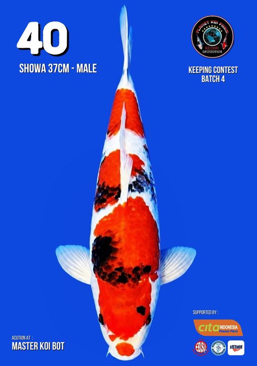 Lelang Koi Online, Jual Beli Ikan Koi, Pusat Jual Beli Koi, Info Lelang Koi Hari Ini, Platform Jual Beli Koi, Jual Beli Ikan Koi Online, Marketplace Ikan Koi, Jual Koi Terbaik, Tempat Beli Koi Berkualitas, Pasar Ikan Koi Online Terpercaya, Penjual Ikan Koi Terpercaya, Beli Koi Hias Online, Ikan Koi untuk Dijual, Koi Kualitas Terbaik, Toko Online Ikan Koi, Koi Hias Untuk Dijual, Jual Beli Ikan Koi Lokal, Koi Indonesia Online, Pusat Jual Beli Koi Terbesar