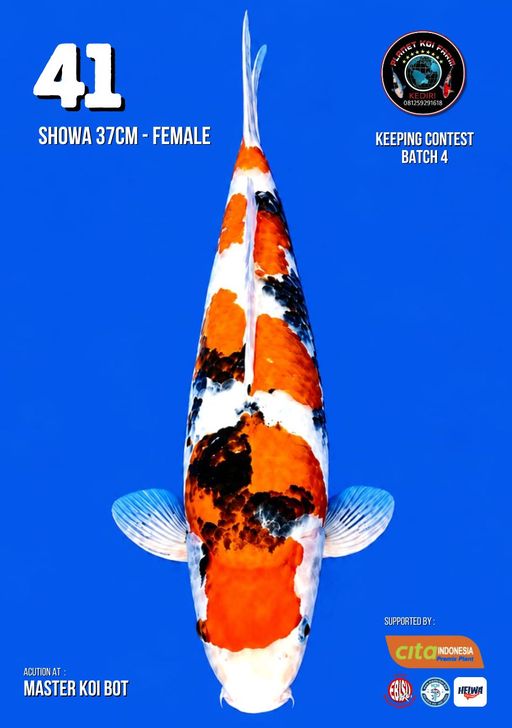 Lelang Koi Online, Jual Beli Ikan Koi, Pusat Jual Beli Koi, Info Lelang Koi Hari Ini, Platform Jual Beli Koi, Jual Beli Ikan Koi Online, Marketplace Ikan Koi, Jual Koi Terbaik, Tempat Beli Koi Berkualitas, Pasar Ikan Koi Online Terpercaya, Penjual Ikan Koi Terpercaya, Beli Koi Hias Online, Ikan Koi untuk Dijual, Koi Kualitas Terbaik, Toko Online Ikan Koi, Koi Hias Untuk Dijual, Jual Beli Ikan Koi Lokal, Koi Indonesia Online, Pusat Jual Beli Koi Terbesar