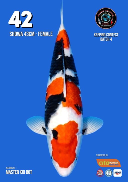 Lelang Koi Online, Jual Beli Ikan Koi, Pusat Jual Beli Koi, Info Lelang Koi Hari Ini, Platform Jual Beli Koi, Jual Beli Ikan Koi Online, Marketplace Ikan Koi, Jual Koi Terbaik, Tempat Beli Koi Berkualitas, Pasar Ikan Koi Online Terpercaya, Penjual Ikan Koi Terpercaya, Beli Koi Hias Online, Ikan Koi untuk Dijual, Koi Kualitas Terbaik, Toko Online Ikan Koi, Koi Hias Untuk Dijual, Jual Beli Ikan Koi Lokal, Koi Indonesia Online, Pusat Jual Beli Koi Terbesar