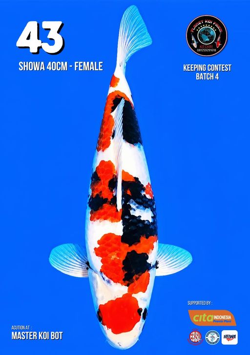 Lelang Koi Online, Jual Beli Ikan Koi, Pusat Jual Beli Koi, Info Lelang Koi Hari Ini, Platform Jual Beli Koi, Jual Beli Ikan Koi Online, Marketplace Ikan Koi, Jual Koi Terbaik, Tempat Beli Koi Berkualitas, Pasar Ikan Koi Online Terpercaya, Penjual Ikan Koi Terpercaya, Beli Koi Hias Online, Ikan Koi untuk Dijual, Koi Kualitas Terbaik, Toko Online Ikan Koi, Koi Hias Untuk Dijual, Jual Beli Ikan Koi Lokal, Koi Indonesia Online, Pusat Jual Beli Koi Terbesar