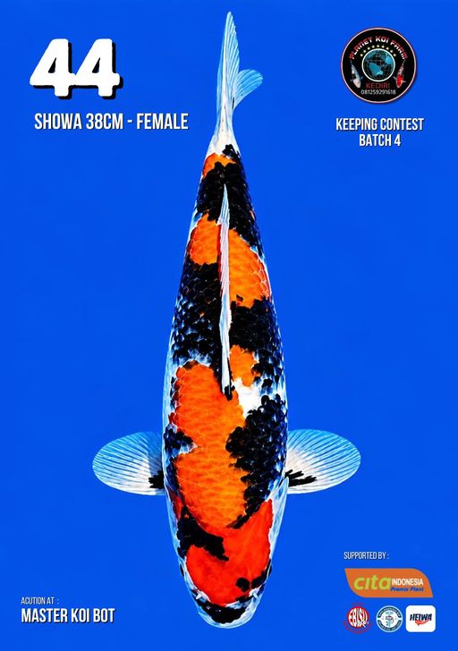Lelang Koi Online, Jual Beli Ikan Koi, Pusat Jual Beli Koi, Info Lelang Koi Hari Ini, Platform Jual Beli Koi, Jual Beli Ikan Koi Online, Marketplace Ikan Koi, Jual Koi Terbaik, Tempat Beli Koi Berkualitas, Pasar Ikan Koi Online Terpercaya, Penjual Ikan Koi Terpercaya, Beli Koi Hias Online, Ikan Koi untuk Dijual, Koi Kualitas Terbaik, Toko Online Ikan Koi, Koi Hias Untuk Dijual, Jual Beli Ikan Koi Lokal, Koi Indonesia Online, Pusat Jual Beli Koi Terbesar