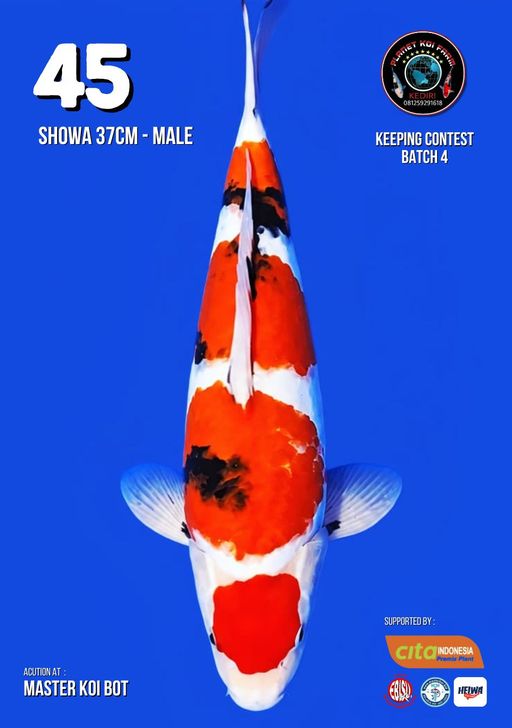 Lelang Koi Online, Jual Beli Ikan Koi, Pusat Jual Beli Koi, Info Lelang Koi Hari Ini, Platform Jual Beli Koi, Jual Beli Ikan Koi Online, Marketplace Ikan Koi, Jual Koi Terbaik, Tempat Beli Koi Berkualitas, Pasar Ikan Koi Online Terpercaya, Penjual Ikan Koi Terpercaya, Beli Koi Hias Online, Ikan Koi untuk Dijual, Koi Kualitas Terbaik, Toko Online Ikan Koi, Koi Hias Untuk Dijual, Jual Beli Ikan Koi Lokal, Koi Indonesia Online, Pusat Jual Beli Koi Terbesar