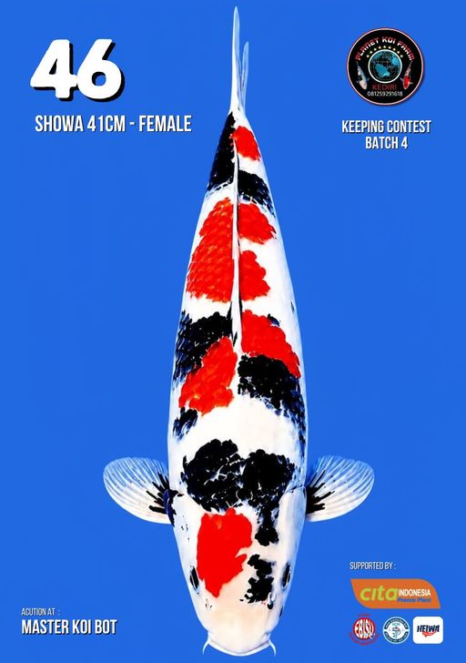 Lelang Koi Online, Jual Beli Ikan Koi, Pusat Jual Beli Koi, Info Lelang Koi Hari Ini, Platform Jual Beli Koi, Jual Beli Ikan Koi Online, Marketplace Ikan Koi, Jual Koi Terbaik, Tempat Beli Koi Berkualitas, Pasar Ikan Koi Online Terpercaya, Penjual Ikan Koi Terpercaya, Beli Koi Hias Online, Ikan Koi untuk Dijual, Koi Kualitas Terbaik, Toko Online Ikan Koi, Koi Hias Untuk Dijual, Jual Beli Ikan Koi Lokal, Koi Indonesia Online, Pusat Jual Beli Koi Terbesar