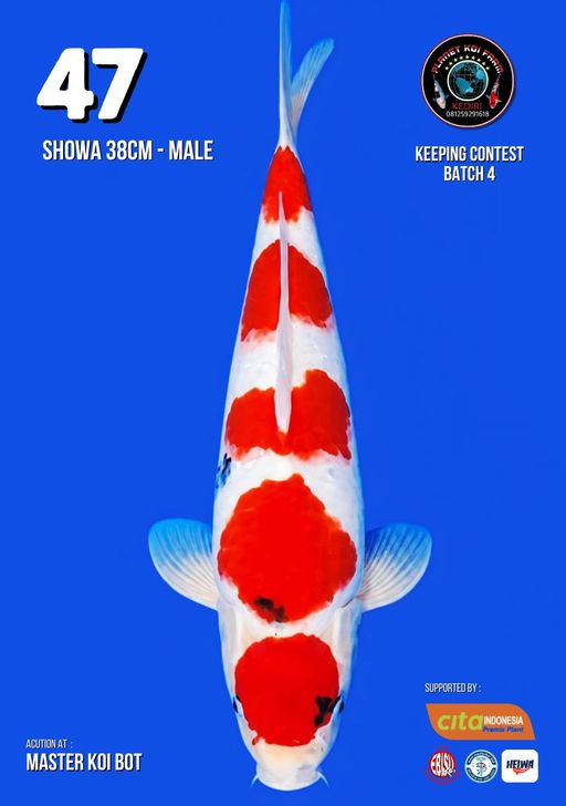 Lelang Koi Online, Jual Beli Ikan Koi, Pusat Jual Beli Koi, Info Lelang Koi Hari Ini, Platform Jual Beli Koi, Jual Beli Ikan Koi Online, Marketplace Ikan Koi, Jual Koi Terbaik, Tempat Beli Koi Berkualitas, Pasar Ikan Koi Online Terpercaya, Penjual Ikan Koi Terpercaya, Beli Koi Hias Online, Ikan Koi untuk Dijual, Koi Kualitas Terbaik, Toko Online Ikan Koi, Koi Hias Untuk Dijual, Jual Beli Ikan Koi Lokal, Koi Indonesia Online, Pusat Jual Beli Koi Terbesar