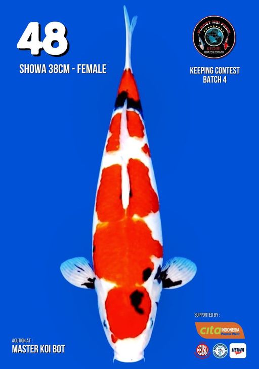 Lelang Koi Online, Jual Beli Ikan Koi, Pusat Jual Beli Koi, Info Lelang Koi Hari Ini, Platform Jual Beli Koi, Jual Beli Ikan Koi Online, Marketplace Ikan Koi, Jual Koi Terbaik, Tempat Beli Koi Berkualitas, Pasar Ikan Koi Online Terpercaya, Penjual Ikan Koi Terpercaya, Beli Koi Hias Online, Ikan Koi untuk Dijual, Koi Kualitas Terbaik, Toko Online Ikan Koi, Koi Hias Untuk Dijual, Jual Beli Ikan Koi Lokal, Koi Indonesia Online, Pusat Jual Beli Koi Terbesar