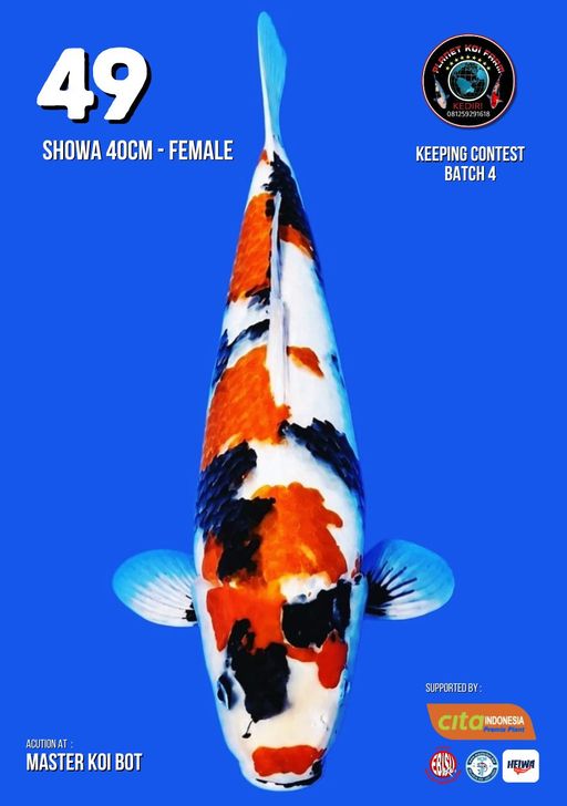Lelang Koi Online, Jual Beli Ikan Koi, Pusat Jual Beli Koi, Info Lelang Koi Hari Ini, Platform Jual Beli Koi, Jual Beli Ikan Koi Online, Marketplace Ikan Koi, Jual Koi Terbaik, Tempat Beli Koi Berkualitas, Pasar Ikan Koi Online Terpercaya, Penjual Ikan Koi Terpercaya, Beli Koi Hias Online, Ikan Koi untuk Dijual, Koi Kualitas Terbaik, Toko Online Ikan Koi, Koi Hias Untuk Dijual, Jual Beli Ikan Koi Lokal, Koi Indonesia Online, Pusat Jual Beli Koi Terbesar