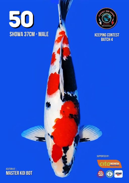 Lelang Koi Online, Jual Beli Ikan Koi, Pusat Jual Beli Koi, Info Lelang Koi Hari Ini, Platform Jual Beli Koi, Jual Beli Ikan Koi Online, Marketplace Ikan Koi, Jual Koi Terbaik, Tempat Beli Koi Berkualitas, Pasar Ikan Koi Online Terpercaya, Penjual Ikan Koi Terpercaya, Beli Koi Hias Online, Ikan Koi untuk Dijual, Koi Kualitas Terbaik, Toko Online Ikan Koi, Koi Hias Untuk Dijual, Jual Beli Ikan Koi Lokal, Koi Indonesia Online, Pusat Jual Beli Koi Terbesar