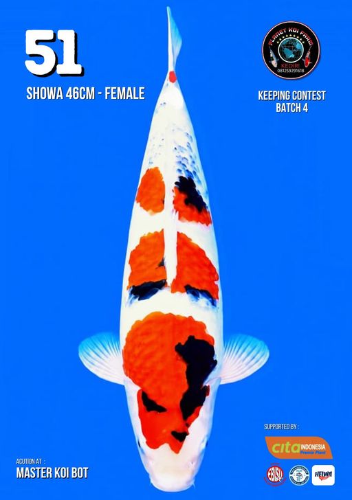 Lelang Koi Online, Jual Beli Ikan Koi, Pusat Jual Beli Koi, Info Lelang Koi Hari Ini, Platform Jual Beli Koi, Jual Beli Ikan Koi Online, Marketplace Ikan Koi, Jual Koi Terbaik, Tempat Beli Koi Berkualitas, Pasar Ikan Koi Online Terpercaya, Penjual Ikan Koi Terpercaya, Beli Koi Hias Online, Ikan Koi untuk Dijual, Koi Kualitas Terbaik, Toko Online Ikan Koi, Koi Hias Untuk Dijual, Jual Beli Ikan Koi Lokal, Koi Indonesia Online, Pusat Jual Beli Koi Terbesar