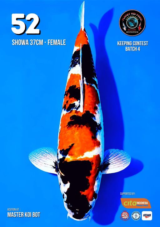 Lelang Koi Online, Jual Beli Ikan Koi, Pusat Jual Beli Koi, Info Lelang Koi Hari Ini, Platform Jual Beli Koi, Jual Beli Ikan Koi Online, Marketplace Ikan Koi, Jual Koi Terbaik, Tempat Beli Koi Berkualitas, Pasar Ikan Koi Online Terpercaya, Penjual Ikan Koi Terpercaya, Beli Koi Hias Online, Ikan Koi untuk Dijual, Koi Kualitas Terbaik, Toko Online Ikan Koi, Koi Hias Untuk Dijual, Jual Beli Ikan Koi Lokal, Koi Indonesia Online, Pusat Jual Beli Koi Terbesar